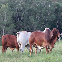 Big Country Brahman Sale - Charters Towers